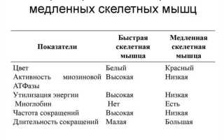 Типы мышечных волокон